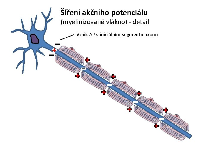 Šíření akčního potenciálu (myelinizované vlákno) - detail Vznik AP v iniciálním segmentu axonu 