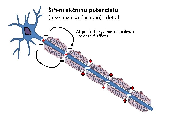 Šíření akčního potenciálu (myelinizované vlákno) - detail AP přeskočí myelinovou pochvu k Ranvierově zářezu