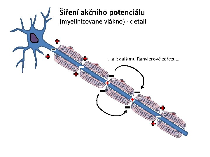 Šíření akčního potenciálu (myelinizované vlákno) - detail …a k dalšímu Ranvierově zářezu… 