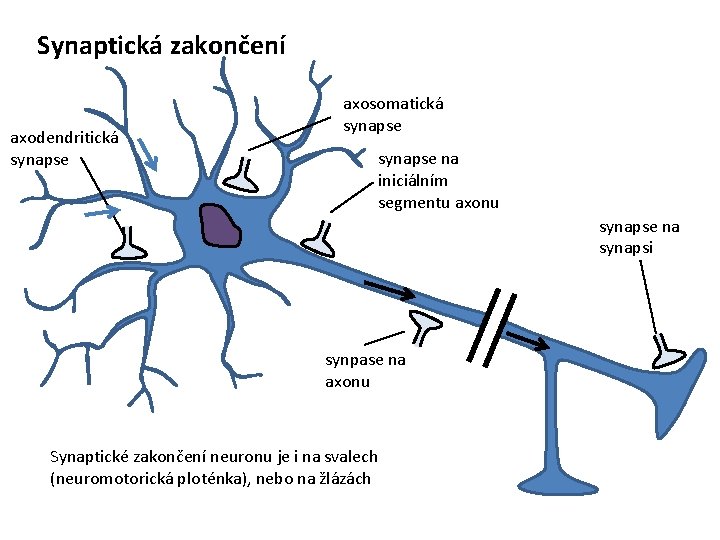 Synaptická zakončení axodendritická synapse axosomatická synapse na iniciálním segmentu axonu synapse na synapsi synpase