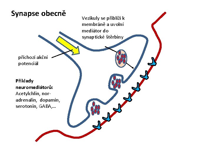 Synapse obecně příchozí akční potenciál Příklady neuromediátorů: Acetylchlin, noradrenalin, dopamin, serotonin, GABA, … Vezikuly