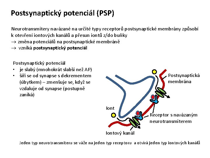 Postsynaptický potenciál (PSP) Neurotransmitery navázané na určité typy receptorů postsynaptické membrány způsobí k otevření