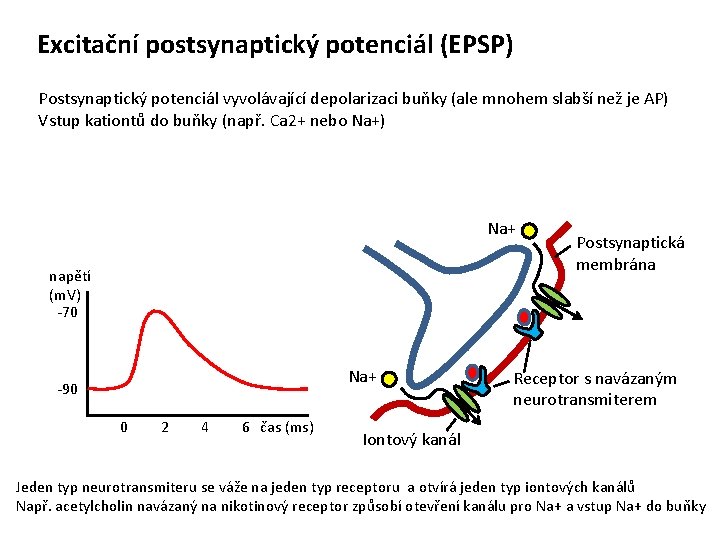 Excitační postsynaptický potenciál (EPSP) Postsynaptický potenciál vyvolávající depolarizaci buňky (ale mnohem slabší než je