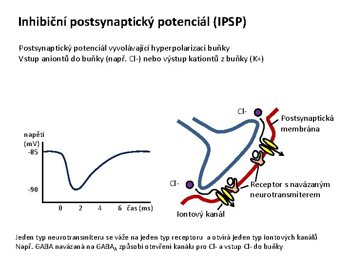 Inhibiční postsynaptický potenciál (IPSP) Postsynaptický potenciál vyvolávající hyperpolarizaci buňky Vstup aniontů do buňky (např.