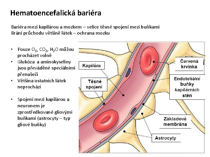Hematoencefalická bariéra Bariéra mezi kapilárou a mozkem – velice těsné spojení mezi buňkami Brání