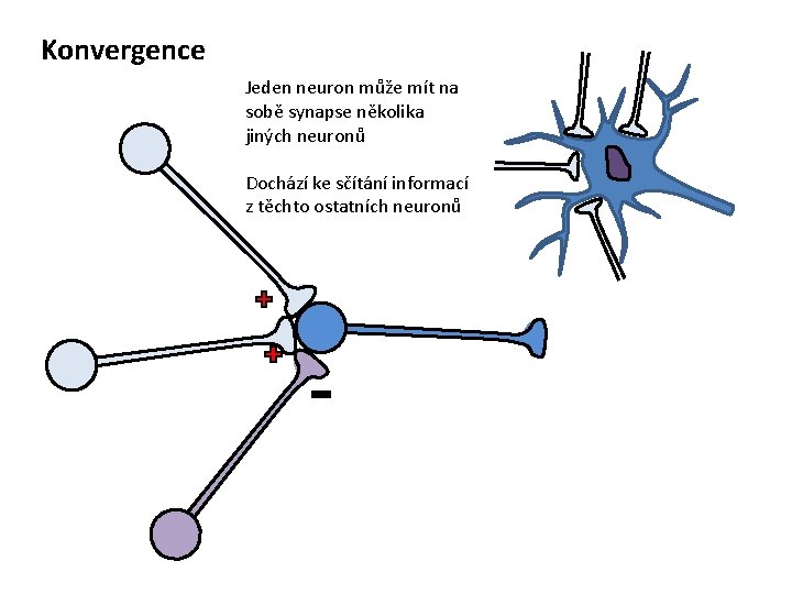 Konvergence Jeden neuron může mít na sobě synapse několika jiných neuronů Dochází ke sčítání