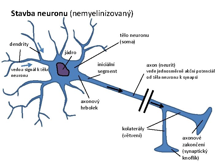 Stavba neuronu (nemyelinizovaný) tělo neuronu (soma) dendrity jádro vedou signál k tělu neuronu iniciální