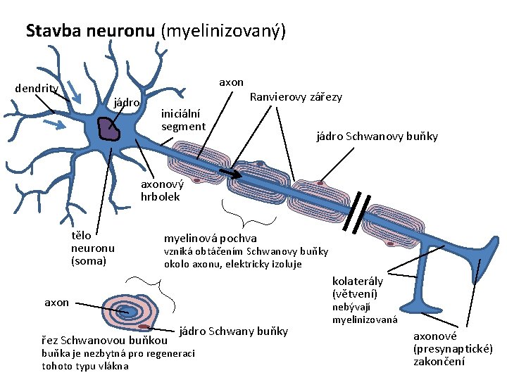 Stavba neuronu (myelinizovaný) dendrity axon jádro Ranvierovy zářezy iniciální segment jádro Schwanovy buňky axonový