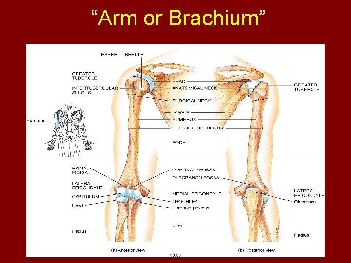 “Arm or Brachium” 