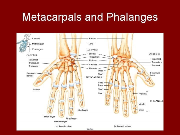 Metacarpals and Phalanges 