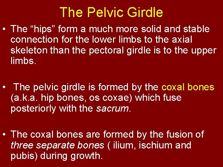 The Pelvic Girdle • The “hips” form a much more solid and stable connection