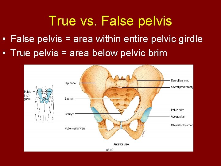 True vs. False pelvis • False pelvis = area within entire pelvic girdle •