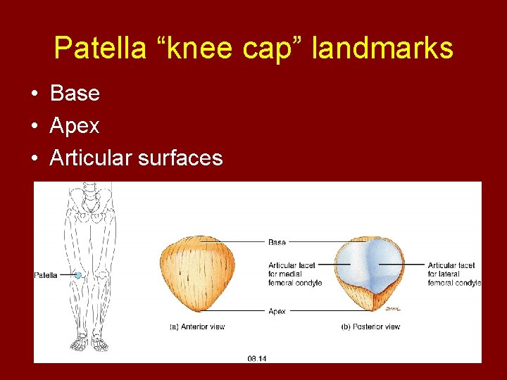 Patella “knee cap” landmarks • Base • Apex • Articular surfaces 