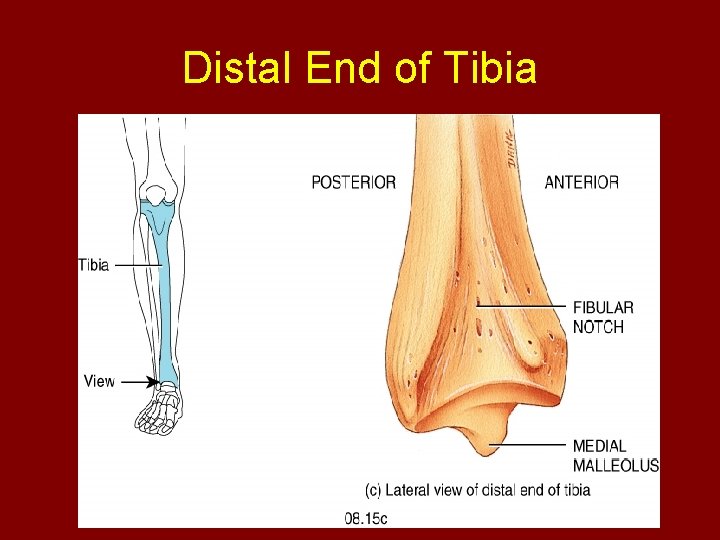 Distal End of Tibia 