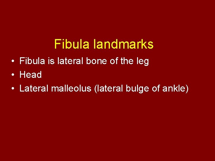 Fibula landmarks • Fibula is lateral bone of the leg • Head • Lateral