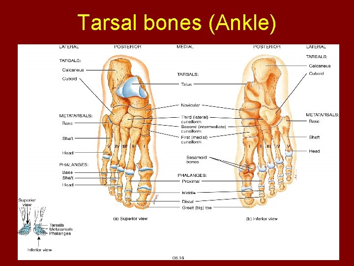 Tarsal bones (Ankle) 