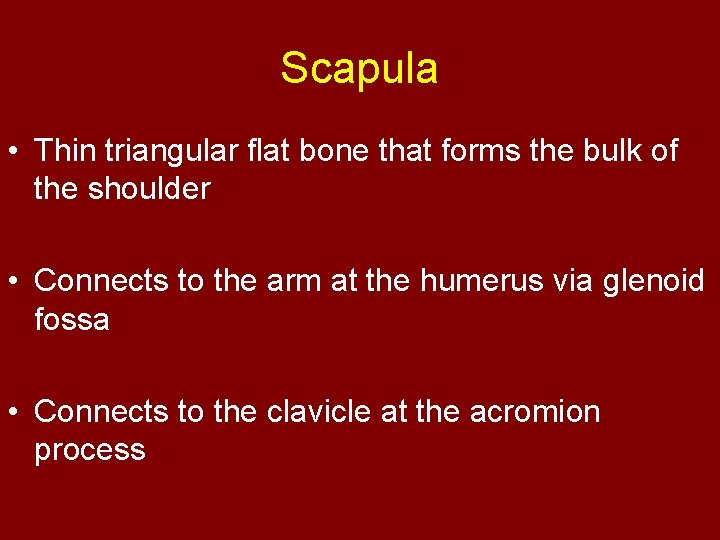 Scapula • Thin triangular flat bone that forms the bulk of the shoulder •