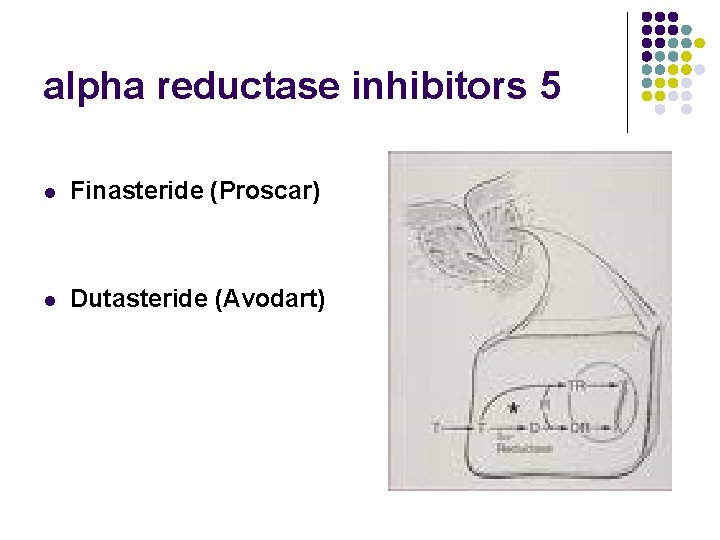 alpha reductase inhibitors 5 l Finasteride (Proscar) l Dutasteride (Avodart) 