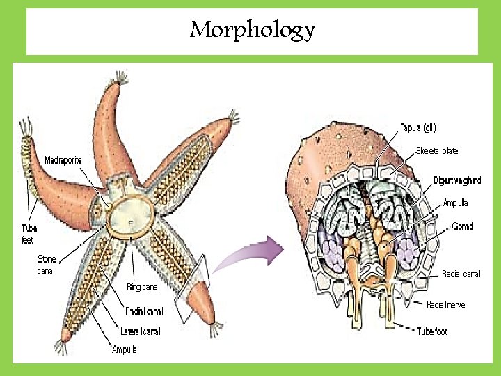 Morphology Morphology