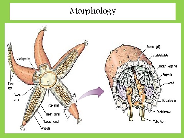 Morphology 