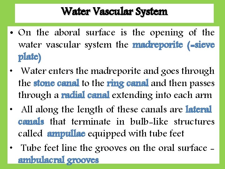 Water Vascular System • On the aboral surface is the opening of the water