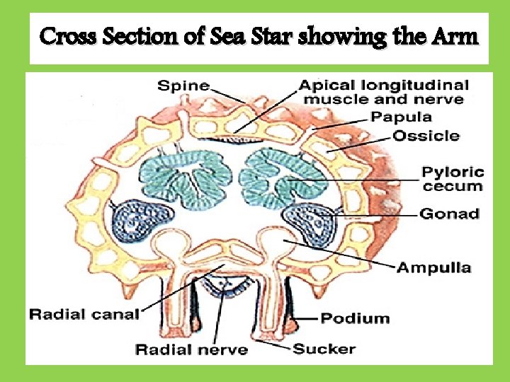 Cross Section of Sea Star showing the Arm 