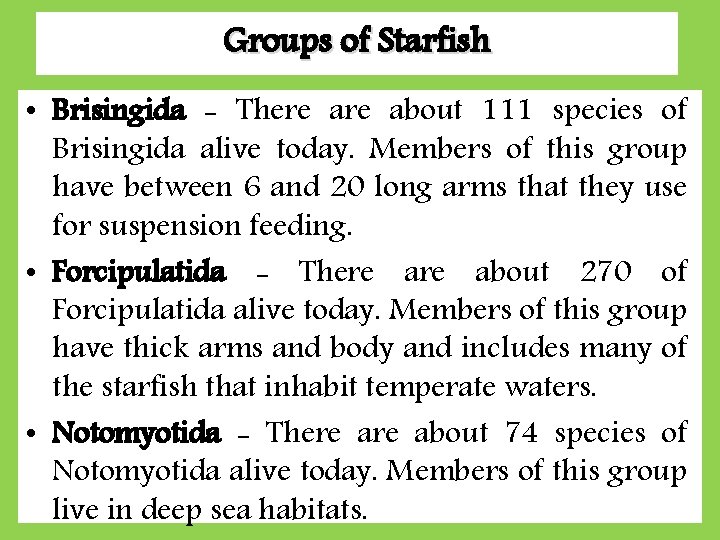 Groups of Starfish • Brisingida - There about 111 species of Brisingida alive today.