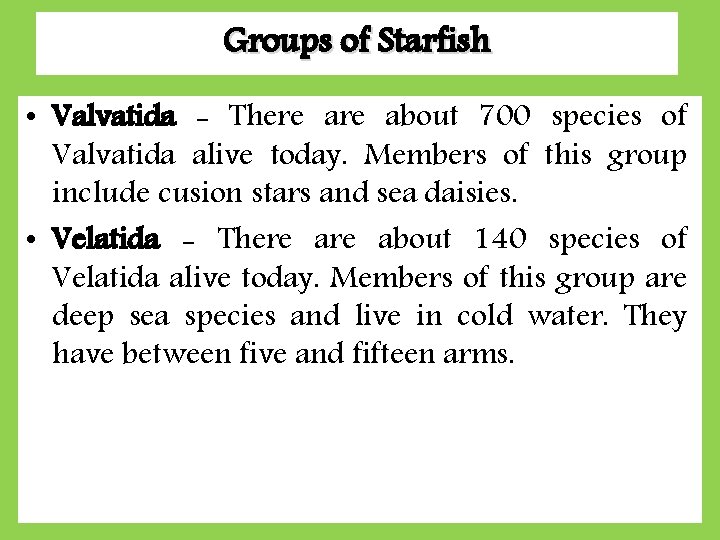 Groups of Starfish • Valvatida - There about 700 species of Valvatida alive today. Groups of Starfish • Valvatida - There about 700 species of Valvatida alive today.