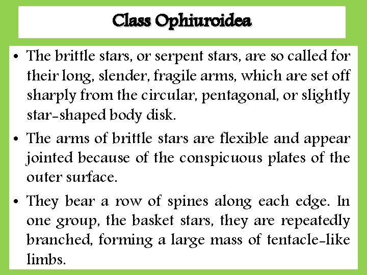 Class Ophiuroidea • The brittle stars, or serpent stars, are so called for their