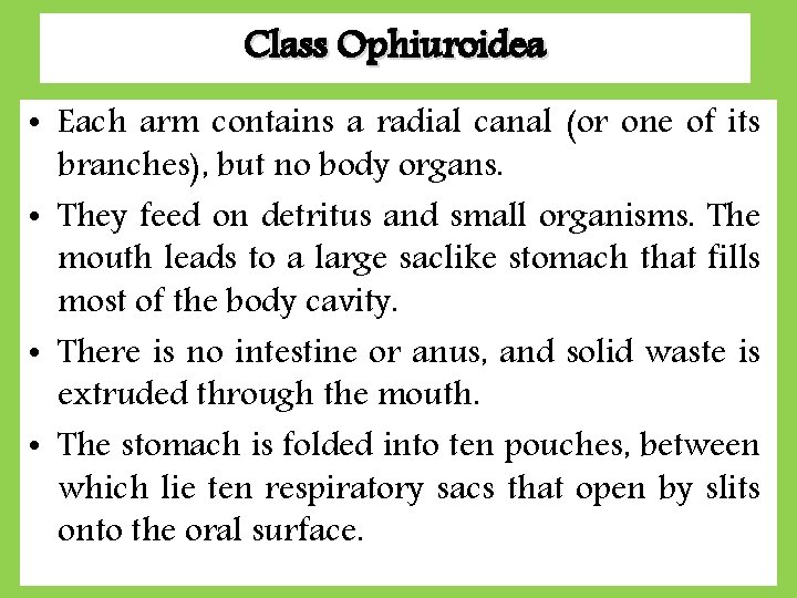 Class Ophiuroidea • Each arm contains a radial canal (or one of its branches), Class Ophiuroidea • Each arm contains a radial canal (or one of its branches),