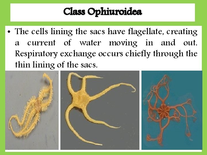 Class Ophiuroidea • The cells lining the sacs have flagellate, creating a current of Class Ophiuroidea • The cells lining the sacs have flagellate, creating a current of