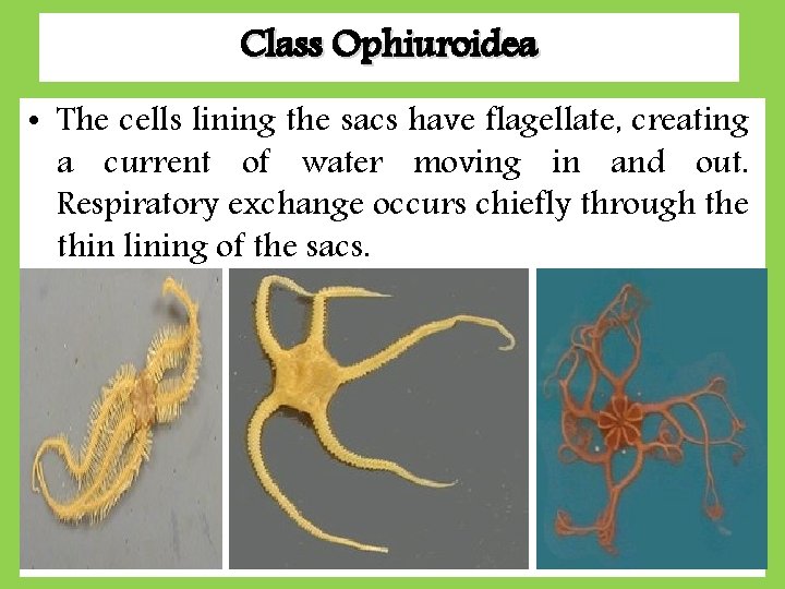 Class Ophiuroidea • The cells lining the sacs have flagellate, creating a current of