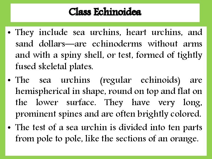 Class Echinoidea • They include sea urchins, heart urchins, and sand dollars—are echinoderms without Class Echinoidea • They include sea urchins, heart urchins, and sand dollars—are echinoderms without
