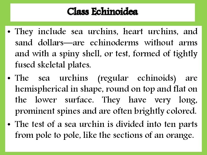 Class Echinoidea • They include sea urchins, heart urchins, and sand dollars—are echinoderms without