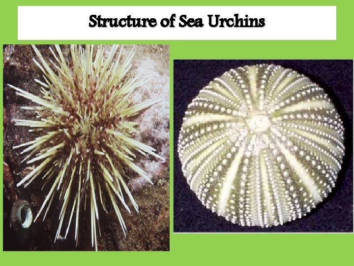 Structure of Sea Urchins Structure of Sea Urchins