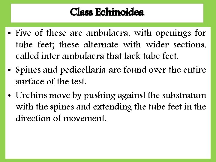 Class Echinoidea • Five of these are ambulacra, with openings for tube feet; these Class Echinoidea • Five of these are ambulacra, with openings for tube feet; these