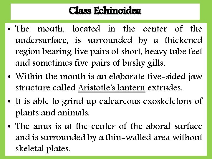 Class Echinoidea • The mouth, located in the center of the undersurface, is surrounded