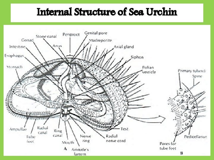 Internal Structure of Sea Urchin Internal Structure of Sea Urchin