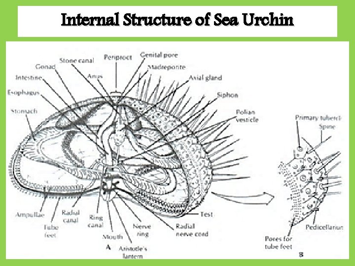 Internal Structure of Sea Urchin 