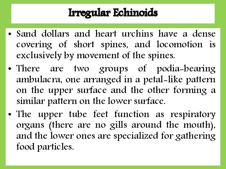 Irregular Echinoids • Sand dollars and heart urchins have a dense covering of short