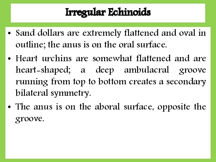 Irregular Echinoids • Sand dollars are extremely flattened and oval in outline; the anus Irregular Echinoids • Sand dollars are extremely flattened and oval in outline; the anus