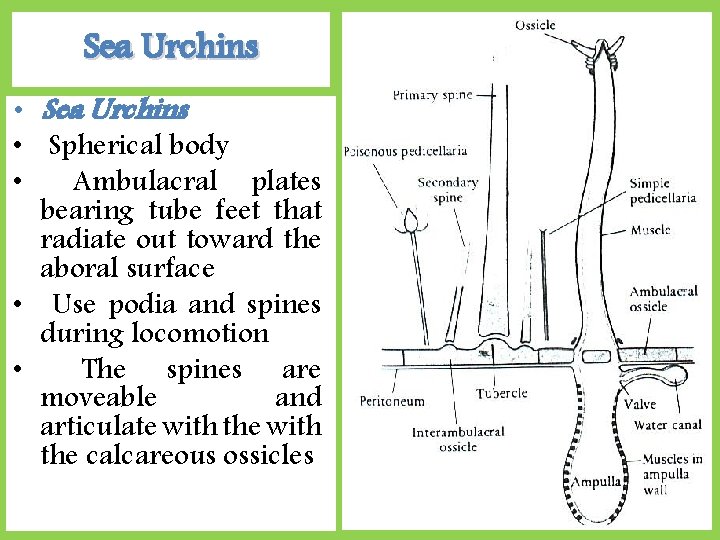 Sea Urchins • Spherical body • Ambulacral plates bearing tube feet that radiate out
