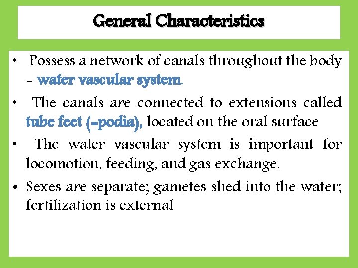 General Characteristics • Possess a network of canals throughout the body - water vascular