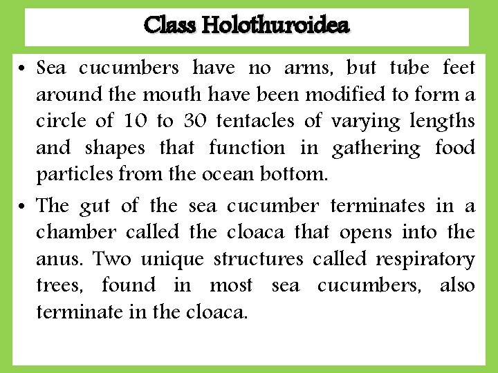 Class Holothuroidea • Sea cucumbers have no arms, but tube feet around the mouth