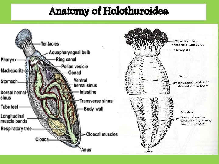Anatomy of Holothuroidea 