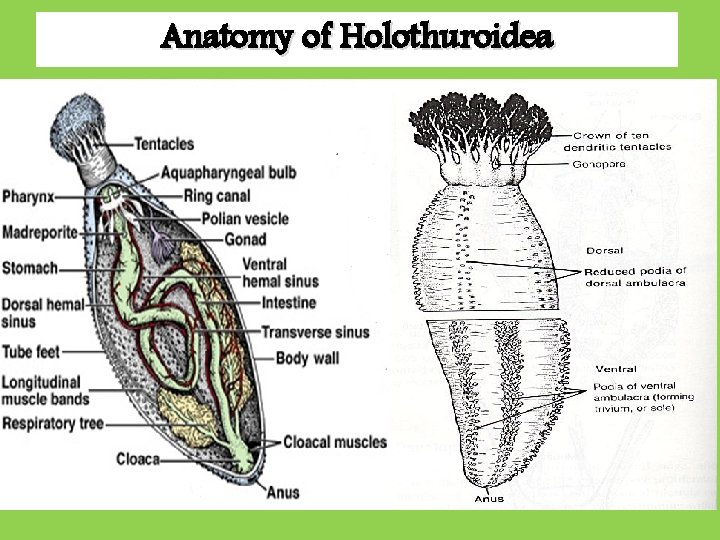 Anatomy of Holothuroidea Anatomy of Holothuroidea