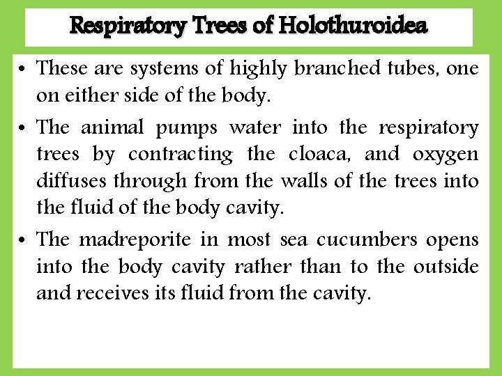 Respiratory Trees of Holothuroidea • These are systems of highly branched tubes, one on Respiratory Trees of Holothuroidea • These are systems of highly branched tubes, one on