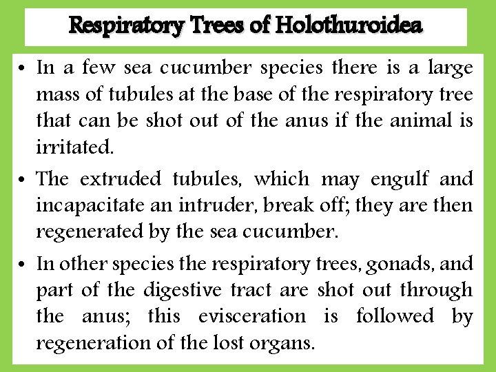 Respiratory Trees of Holothuroidea • In a few sea cucumber species there is a