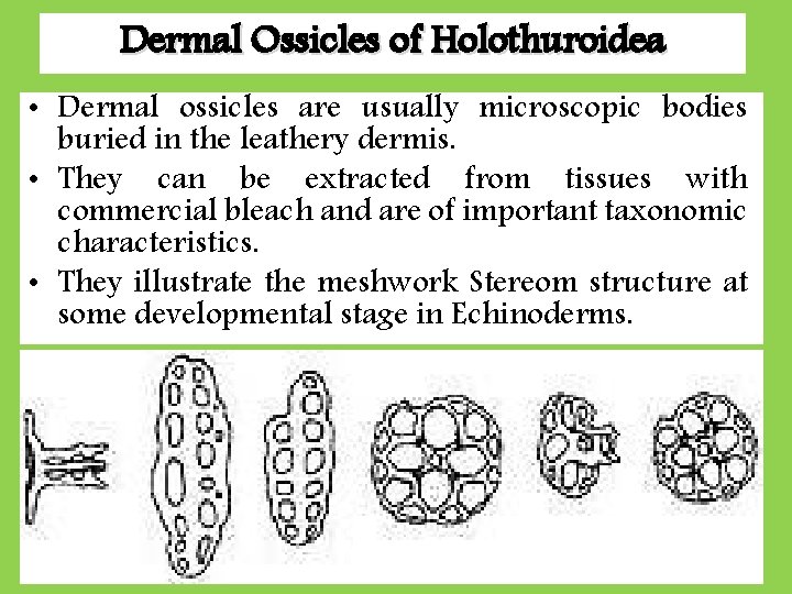 Dermal Ossicles of Holothuroidea • Dermal ossicles are usually microscopic bodies buried in the