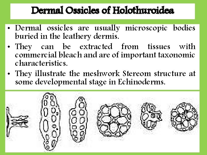Dermal Ossicles of Holothuroidea • Dermal ossicles are usually microscopic bodies buried in the Dermal Ossicles of Holothuroidea • Dermal ossicles are usually microscopic bodies buried in the